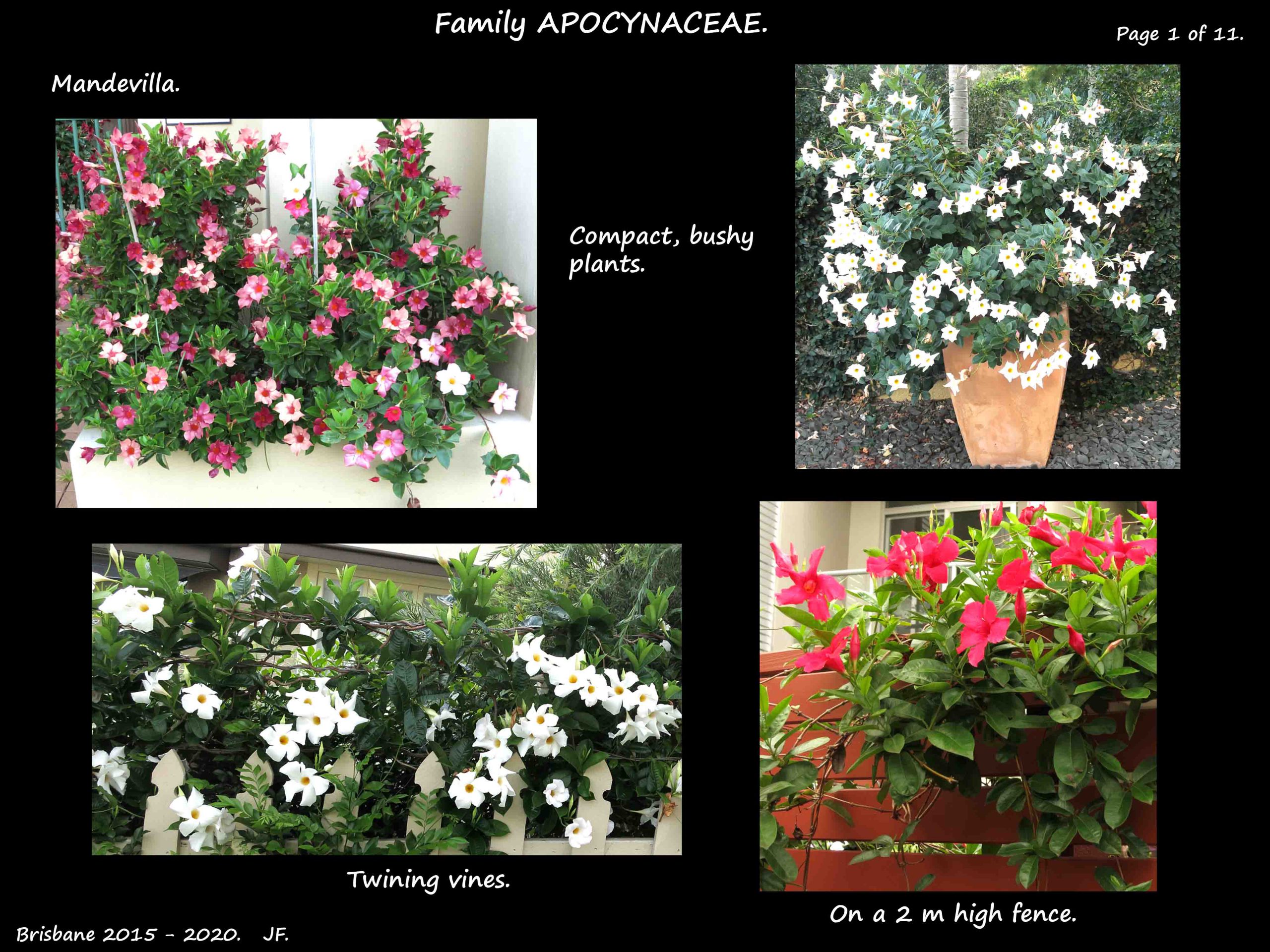 1 Mandevilla vines